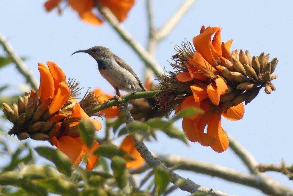 Askiesbos - Samochima Bush Camp Shakawe Luaran gambar