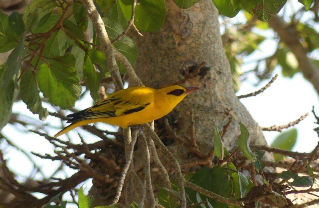 Askiesbos - Samochima Bush Camp Shakawe Luaran gambar