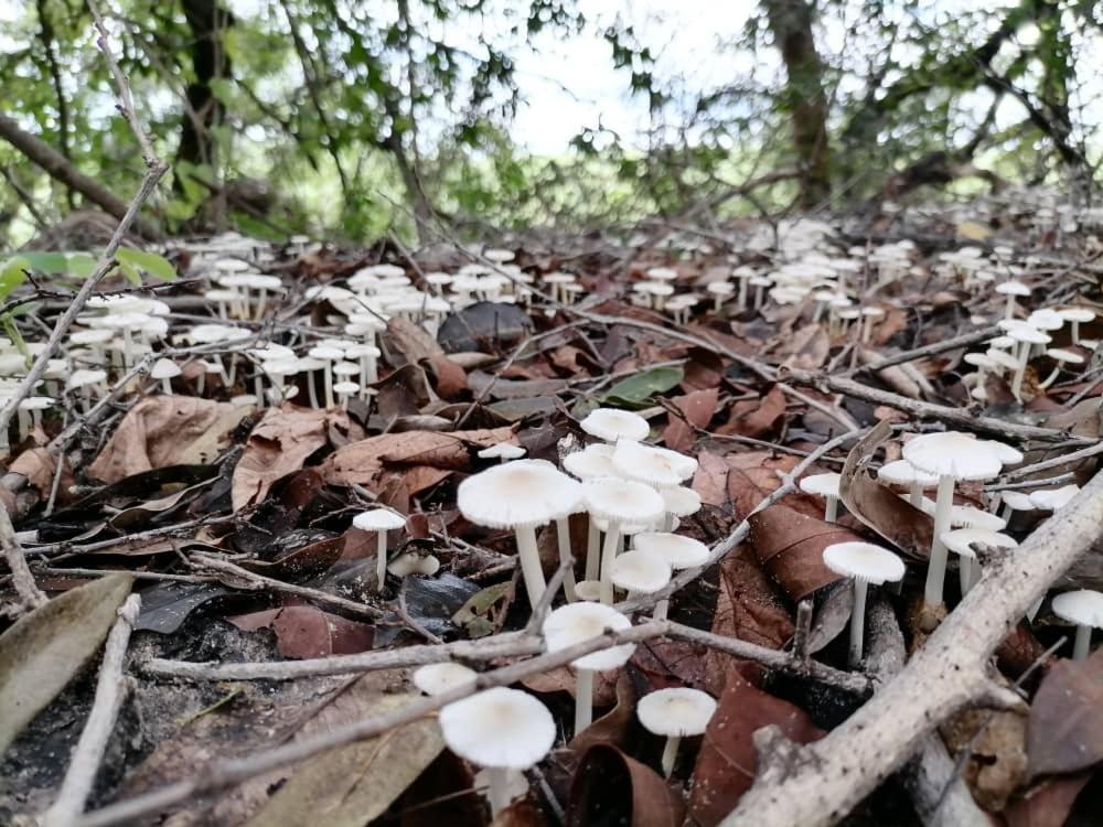 Askiesbos - Samochima Bush Camp Shakawe Luaran gambar