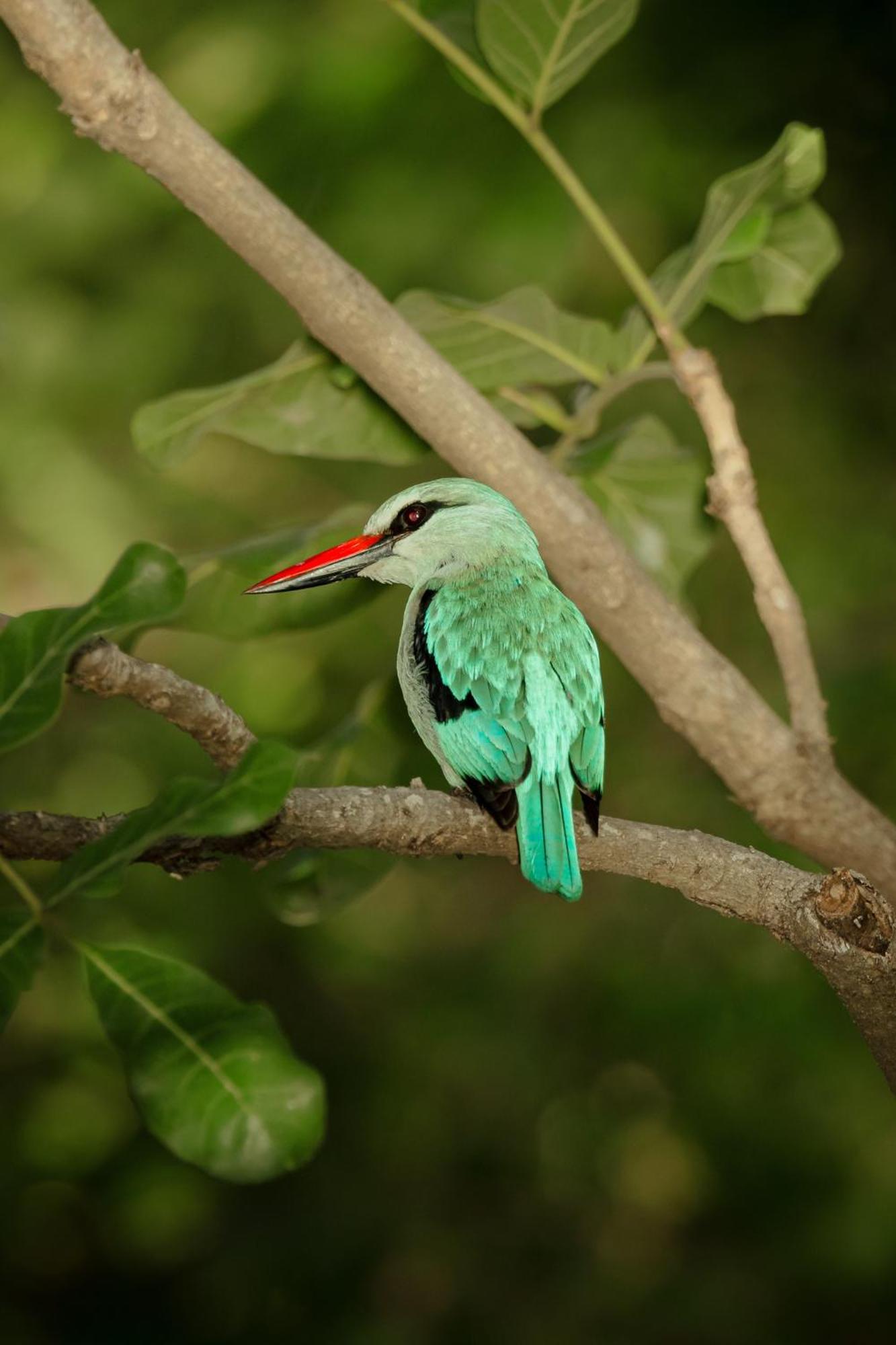 Askiesbos - Samochima Bush Camp Shakawe Luaran gambar