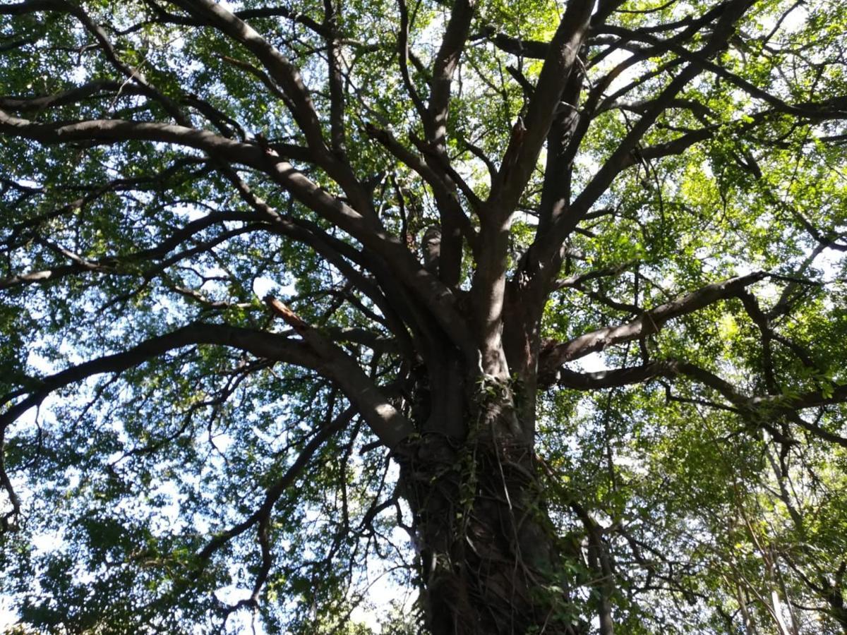 Askiesbos - Samochima Bush Camp Shakawe Luaran gambar